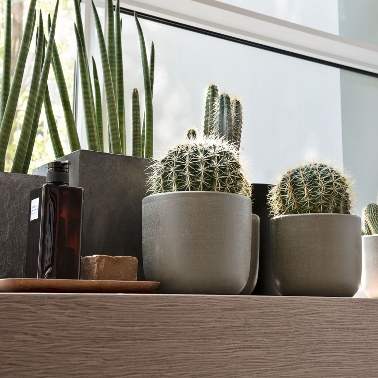 Various plants on a window sill Various plants on a window sill