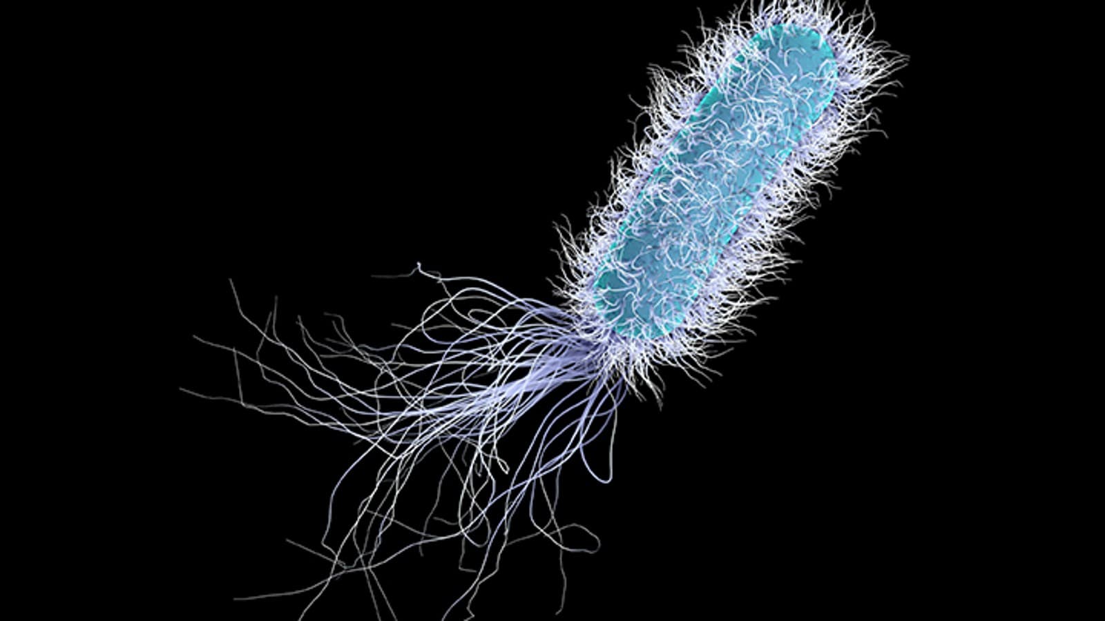 铜绿假单胞菌 铜绿假单胞菌