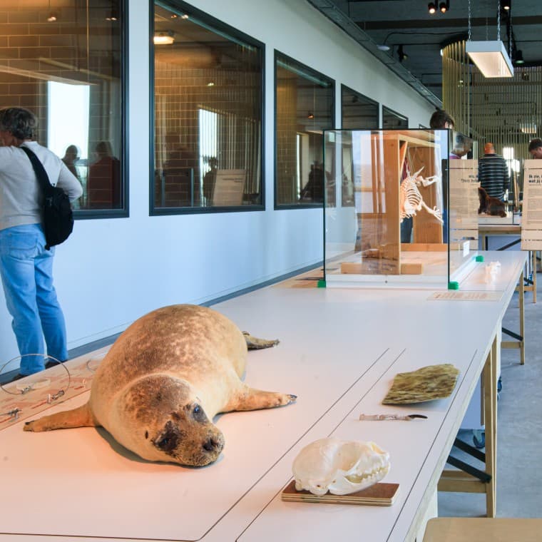 你知道吗?海豹是荷兰境内体型最大的捕食动物。(© Tjeerd Visser) 你知道吗?海豹是荷兰境内体型最大的捕食动物。(© Tjeerd Visser)
