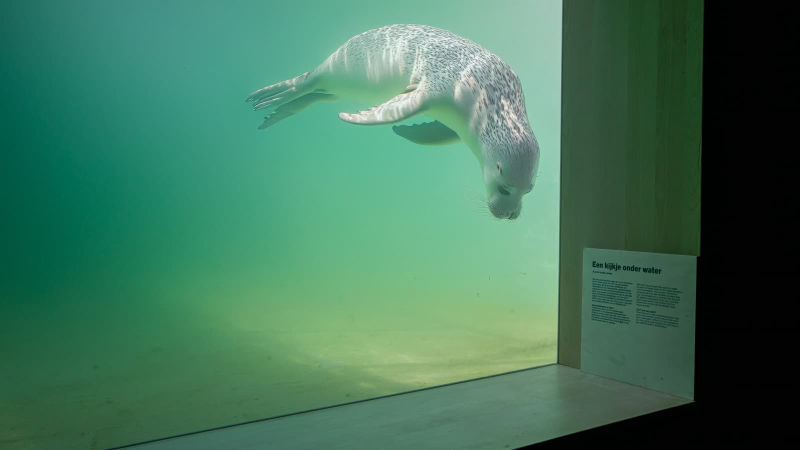 受伤或患病的动物将尽快康复,重返自然家园。(© Tjeerd Visser) 受伤或患病的动物将尽快康复,重返自然家园。(© Tjeerd Visser)